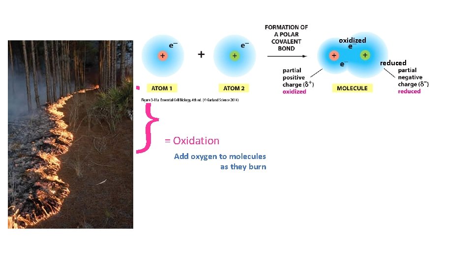 } oxidized reduced = Oxidation Add oxygen to molecules as they burn 