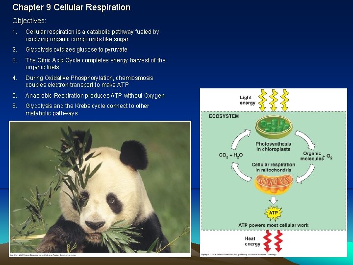 Chapter 9 Cellular Respiration Objectives: 1. Cellular respiration is a catabolic pathway fueled by