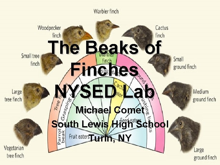 The Beaks of Finches NYSED Lab Michael Comet South Lewis High School Turin, NY
