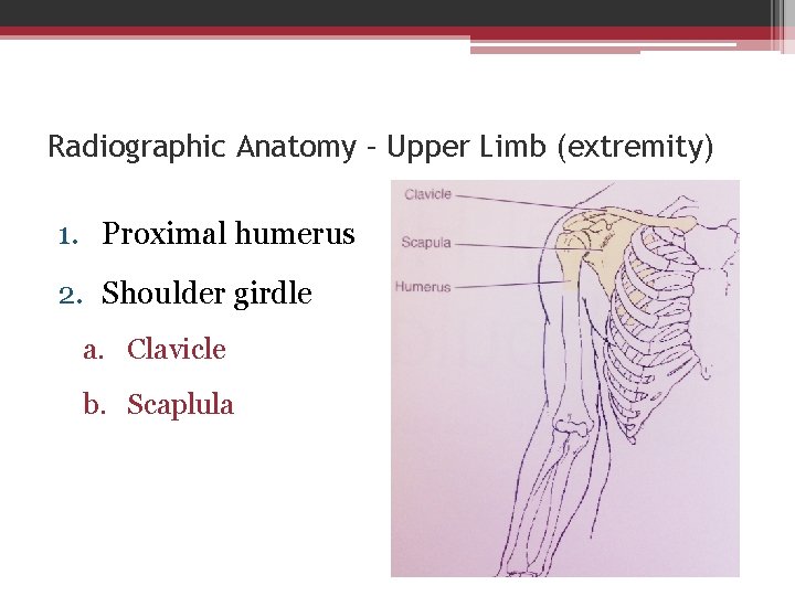 Radiographic Anatomy – Upper Limb (extremity) 1. Proximal humerus 2. Shoulder girdle a. Clavicle