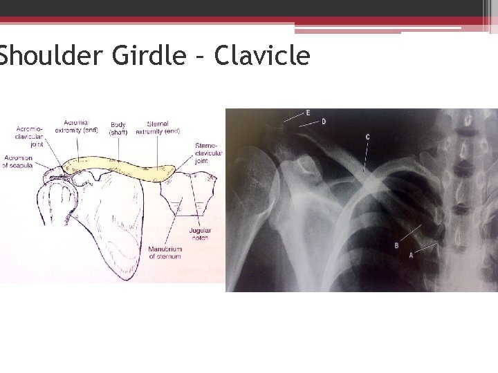 Shoulder Girdle – Clavicle 