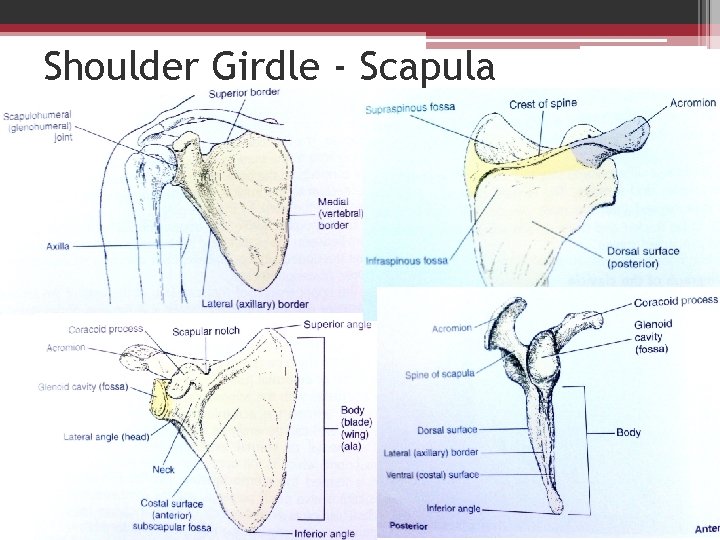 Shoulder Girdle - Scapula 