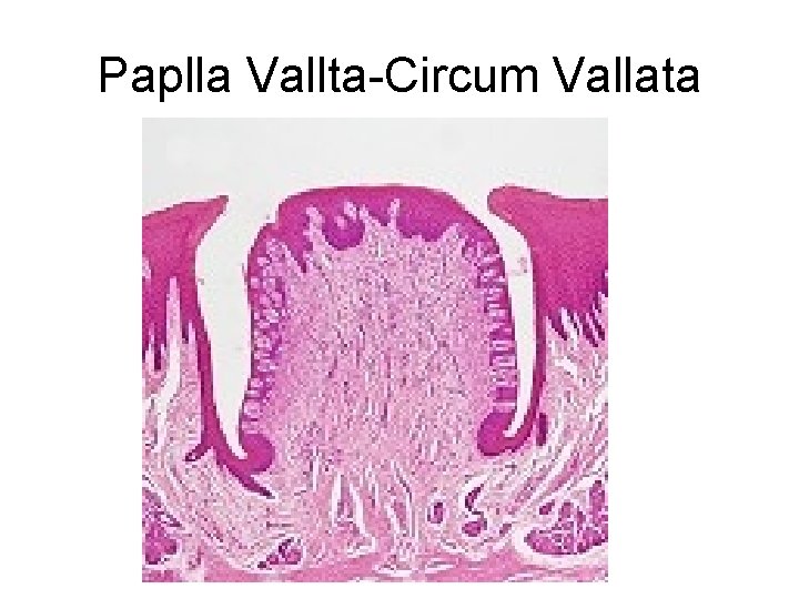 Paplla Vallta-Circum Vallata 
