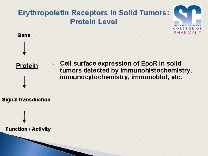 Erythropoietin Receptors in Solid Tumors: Protein Level Gene Protein Signal transduction Function / Activity