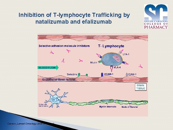 Inhibition of T-lymphocyte Trafficking by natalizumab and efalizumab Carson, Lancet Oncology 2009 (In press)
