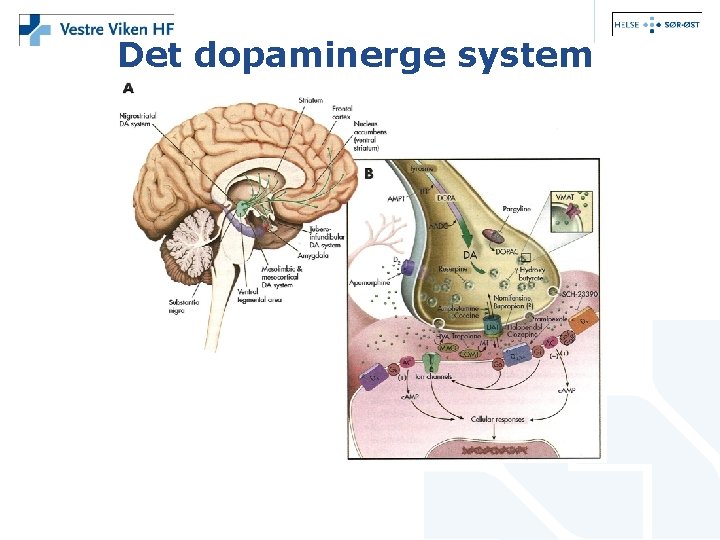 Det dopaminerge system 