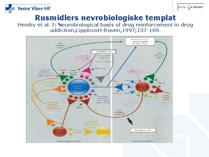 Rusmidlers nevrobiologiske templat Hemby et al. I: Neurobiological basis of drug reinforcement in drug
