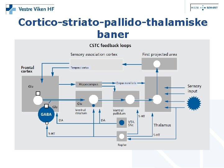 Cortico-striato-pallido-thalamiske baner 