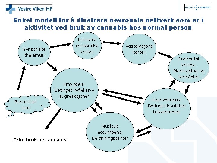 Enkel modell for å illustrere nevronale nettverk som er i aktivitet ved bruk av