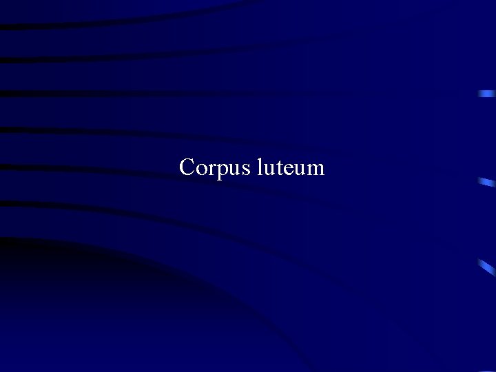 Corpus luteum 