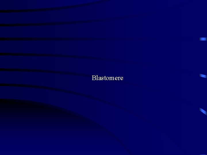 Blastomere 