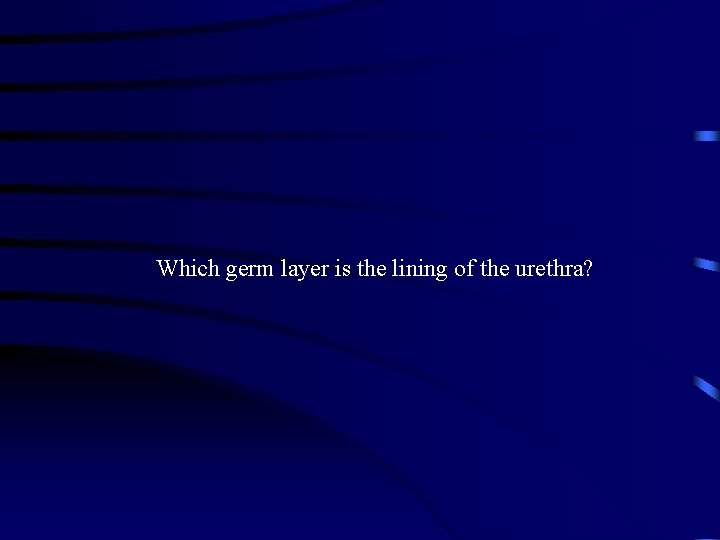 Which germ layer is the lining of the urethra? 