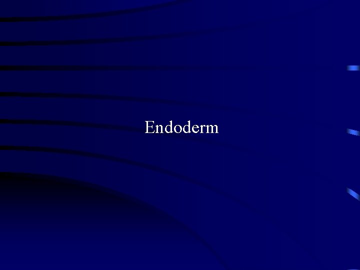 Endoderm 