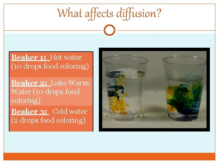 What affects diffusion? Beaker 1: Hot water (10 drops food coloring) Beaker 2: Luke