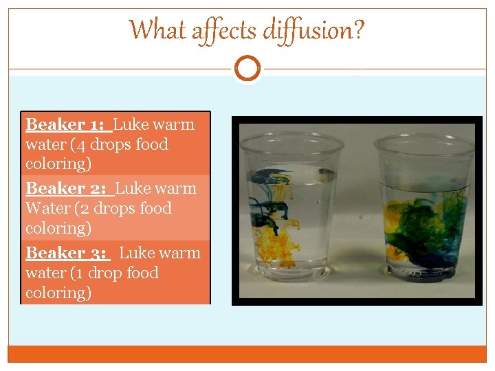 What affects diffusion? Beaker 1: Luke warm water (4 drops food coloring) Beaker 2: