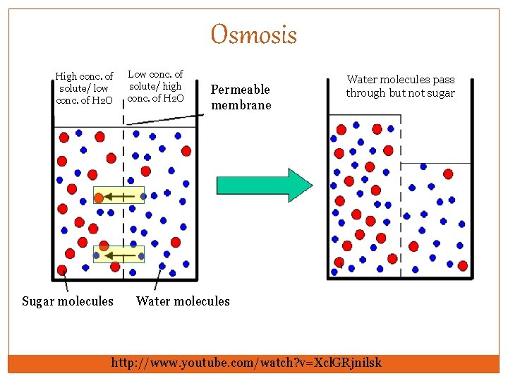 Osmosis High conc. of solute/ low conc. of H 2 O Sugar molecules Low