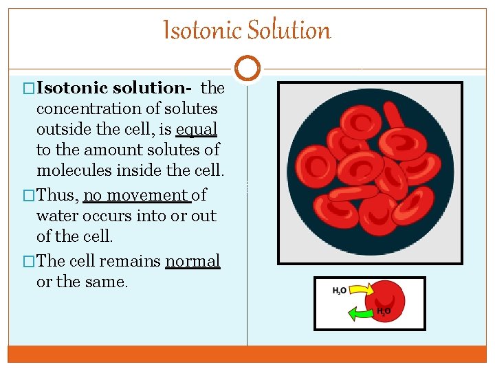 Isotonic Solution �Isotonic solution- the concentration of solutes outside the cell, is equal to