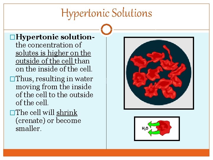 Hypertonic Solutions �Hypertonic solution- the concentration of solutes is higher on the outside of