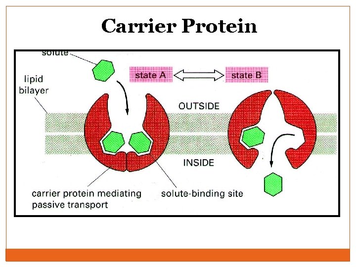 Carrier Protein 