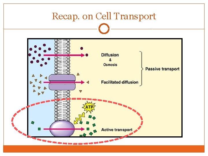 Recap. on Cell Transport 