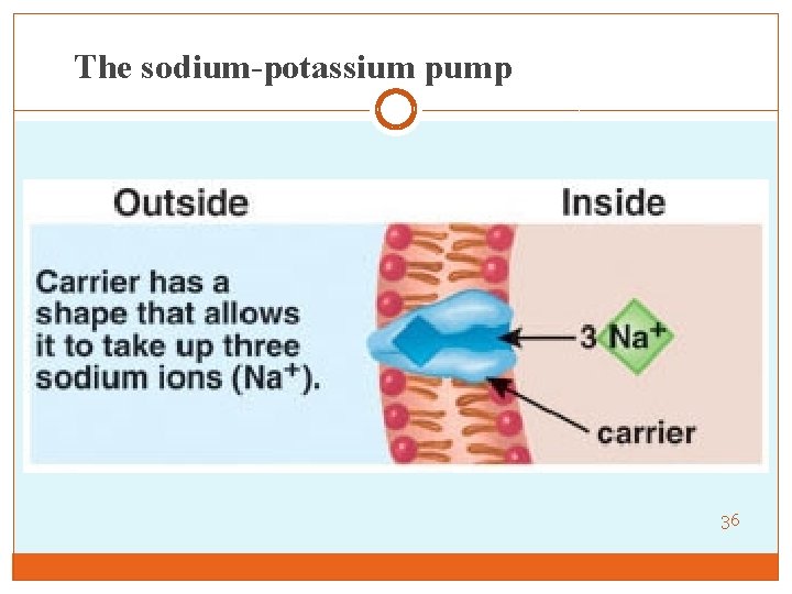 The sodium-potassium pump 36 