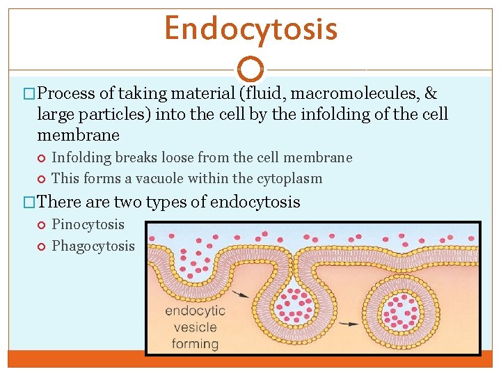 Endocytosis �Process of taking material (fluid, macromolecules, & large particles) into the cell by