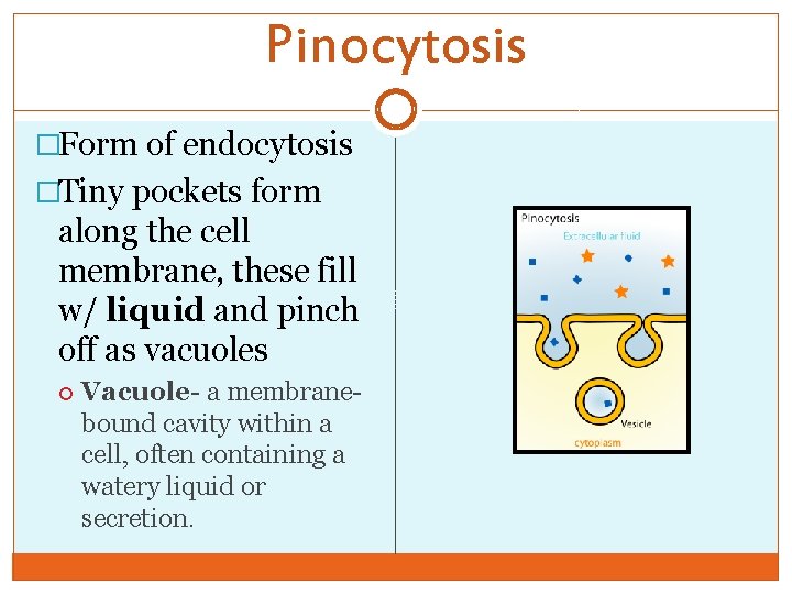 Pinocytosis �Form of endocytosis �Tiny pockets form along the cell membrane, these fill w/