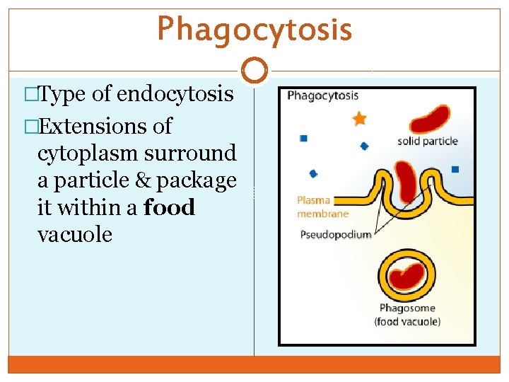 Phagocytosis �Type of endocytosis �Extensions of cytoplasm surround a particle & package it within