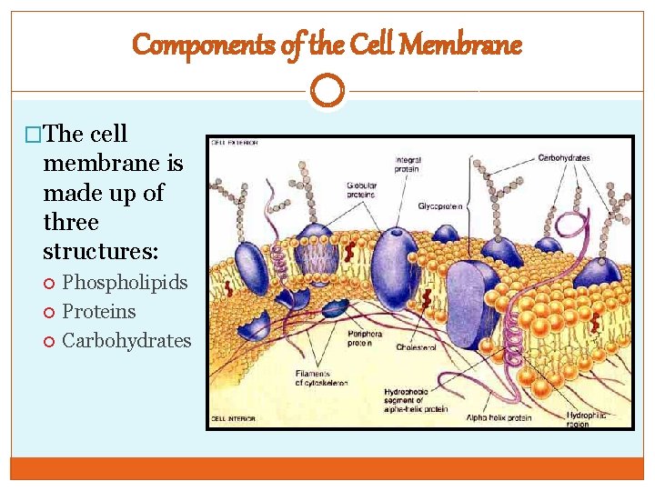 Components of the Cell Membrane �The cell membrane is made up of three structures: