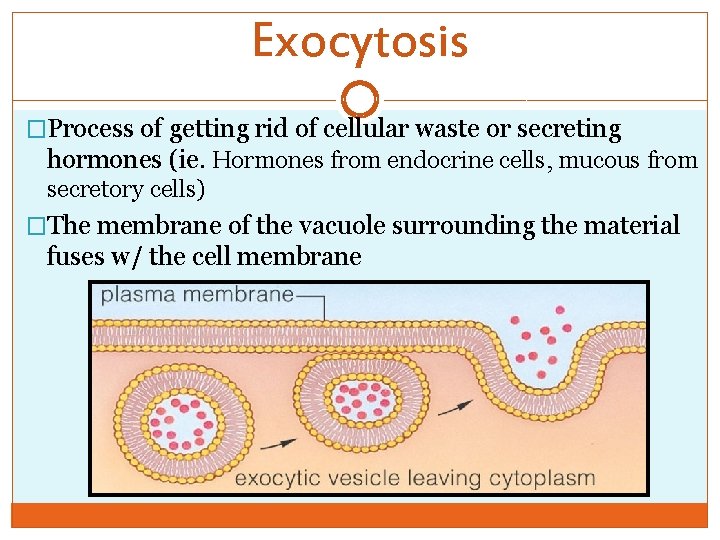 Exocytosis �Process of getting rid of cellular waste or secreting hormones (ie. Hormones from
