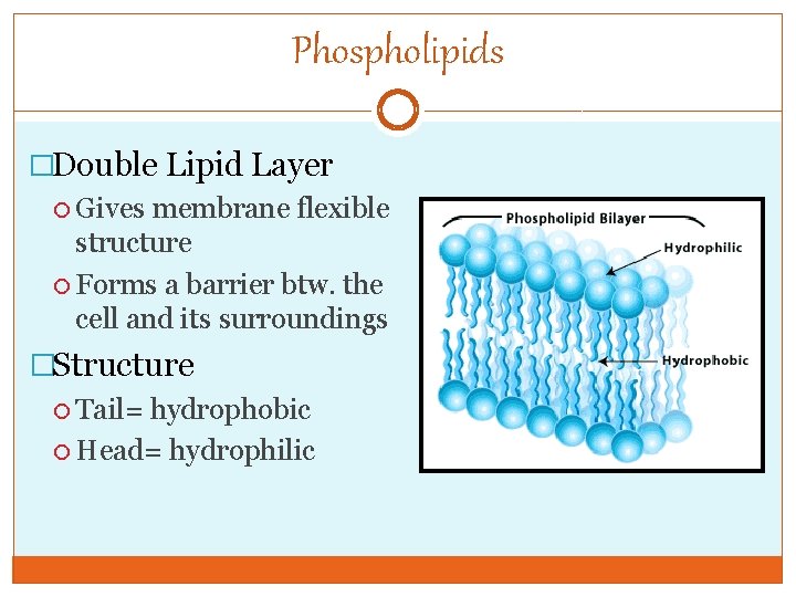 Phospholipids �Double Lipid Layer Gives membrane flexible structure Forms a barrier btw. the cell