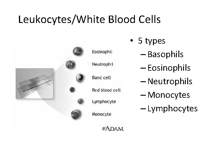 Leukocytes/White Blood Cells • 5 types – Basophils – Eosinophils – Neutrophils – Monocytes