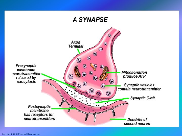 Copyright © 2010 Pearson Education, Inc. 