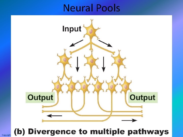Neural Pools Copyright © 2010 Pearson Education, Inc. 