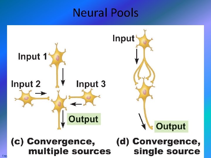 Neural Pools Copyright © 2010 Pearson Education, Inc. 