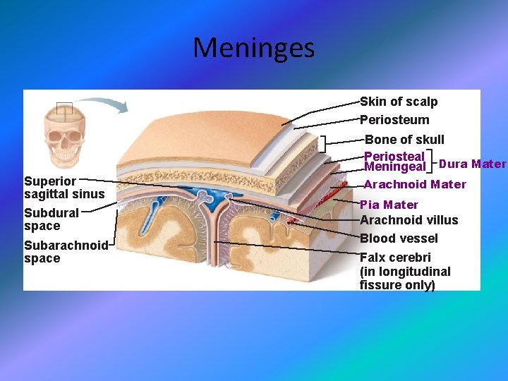 Meninges Skin of scalp Periosteum Bone of skull Periosteal Meningeal Dura Mater Superior sagittal