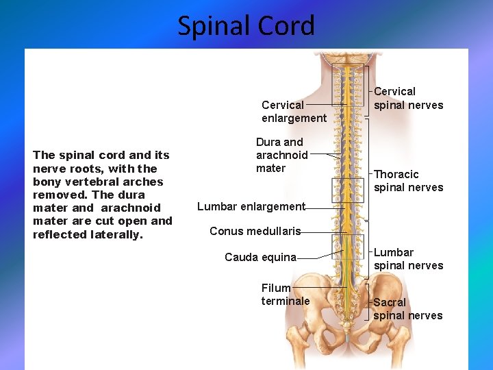 Spinal Cord Cervical enlargement The spinal cord and its nerve roots, with the bony