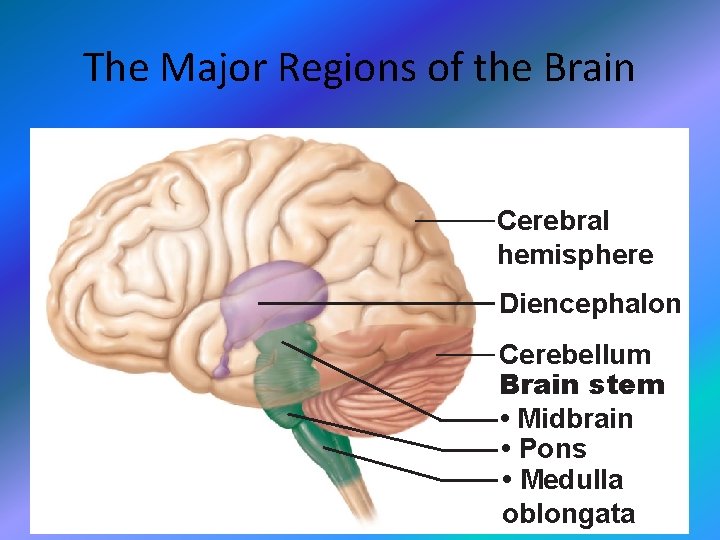 The Major Regions of the Brain Cerebral hemisphere Diencephalon Cerebellum Brain stem • Midbrain