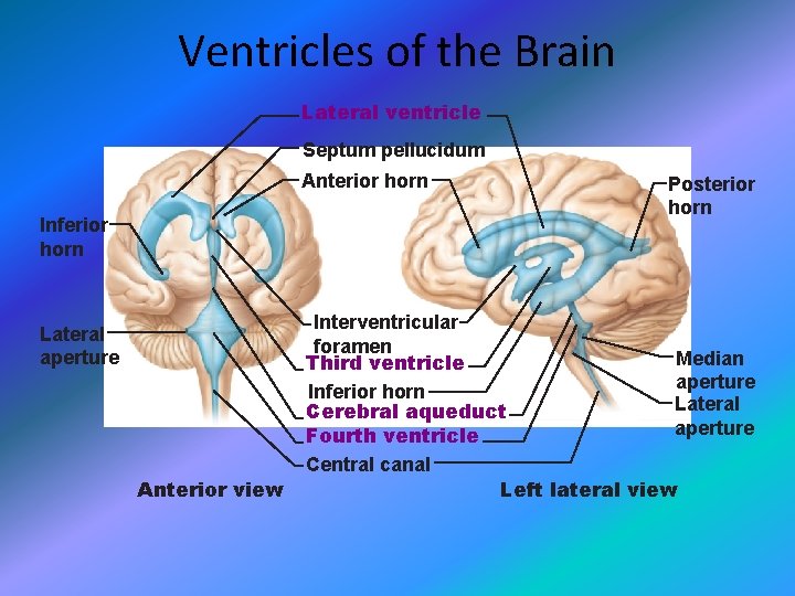 Ventricles of the Brain Lateral ventricle Septum pellucidum Anterior horn Inferior horn Lateral aperture