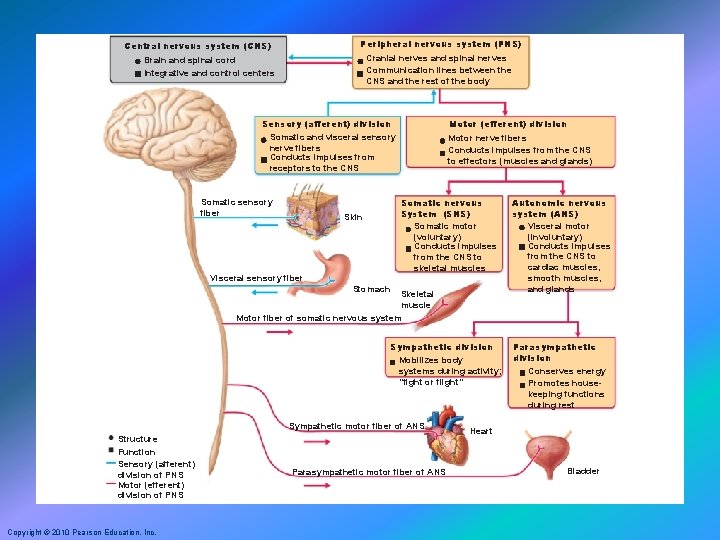 Peripheral nervous system (PNS) Central nervous system (CNS) Cranial nerves and spinal nerves Communication