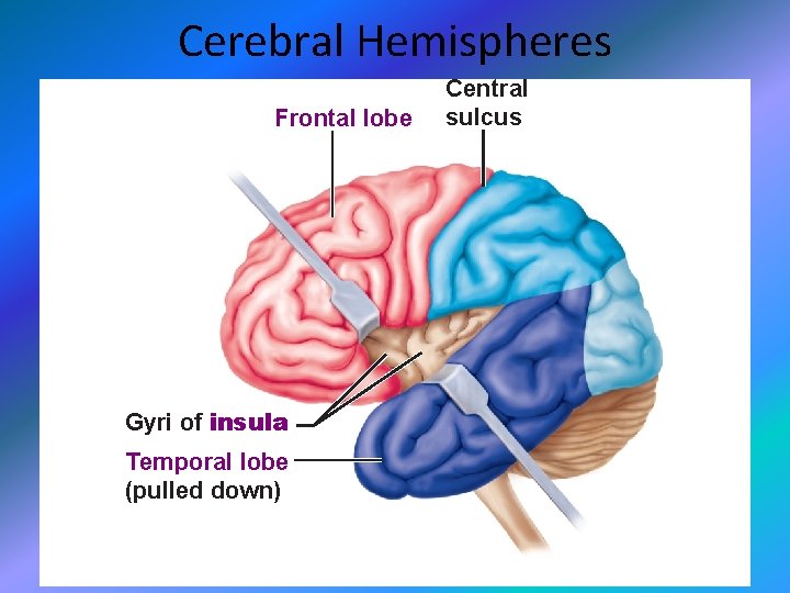 Cerebral Hemispheres Frontal lobe Gyri of insula Temporal lobe (pulled down) Central sulcus 
