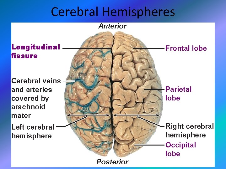 Cerebral Hemispheres Anterior Longitudinal fissure Frontal lobe Cerebral veins and arteries covered by arachnoid