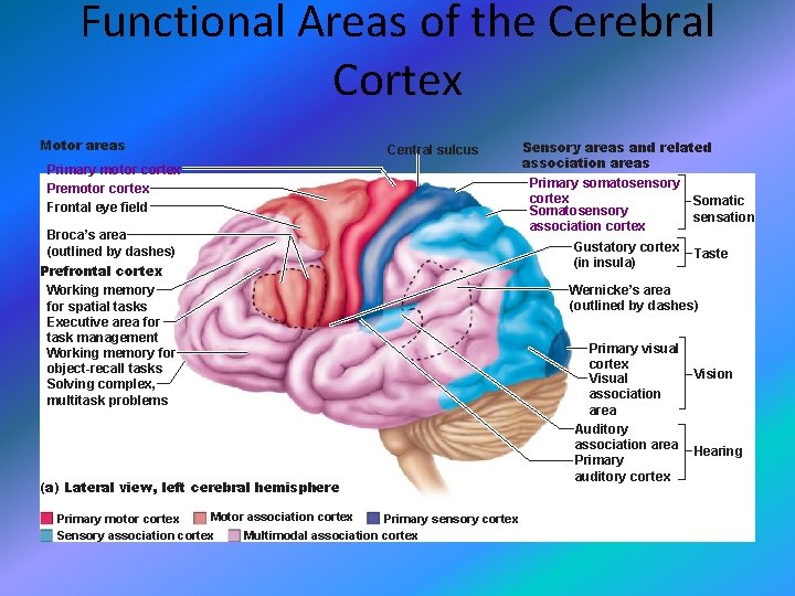Functional Areas of the Cerebral Cortex Motor areas Central sulcus Primary motor cortex Premotor