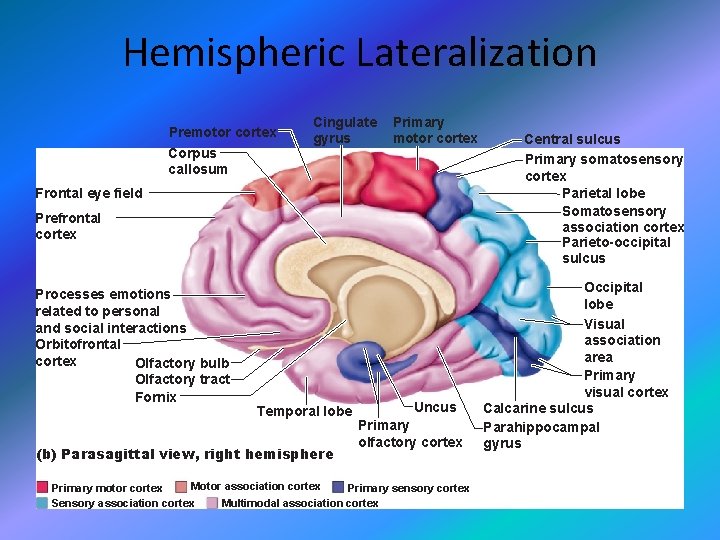 Hemispheric Lateralization Premotor cortex Corpus callosum Cingulate gyrus Primary motor cortex Frontal eye field