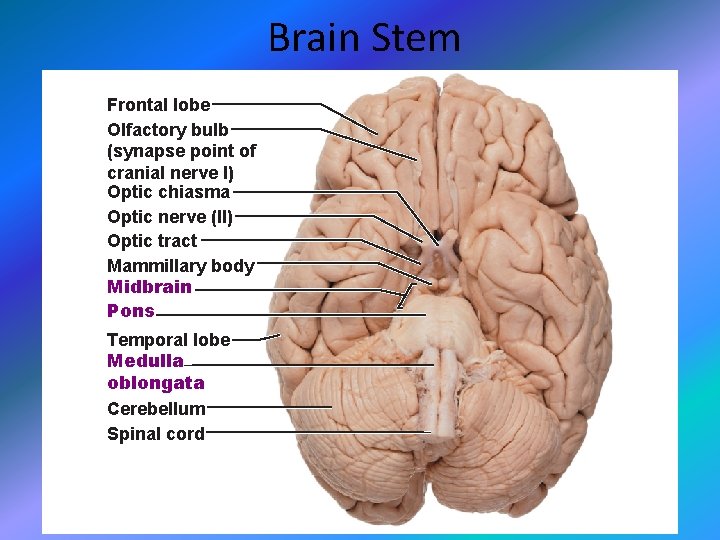 Brain Stem Frontal lobe Olfactory bulb (synapse point of cranial nerve I) Optic chiasma