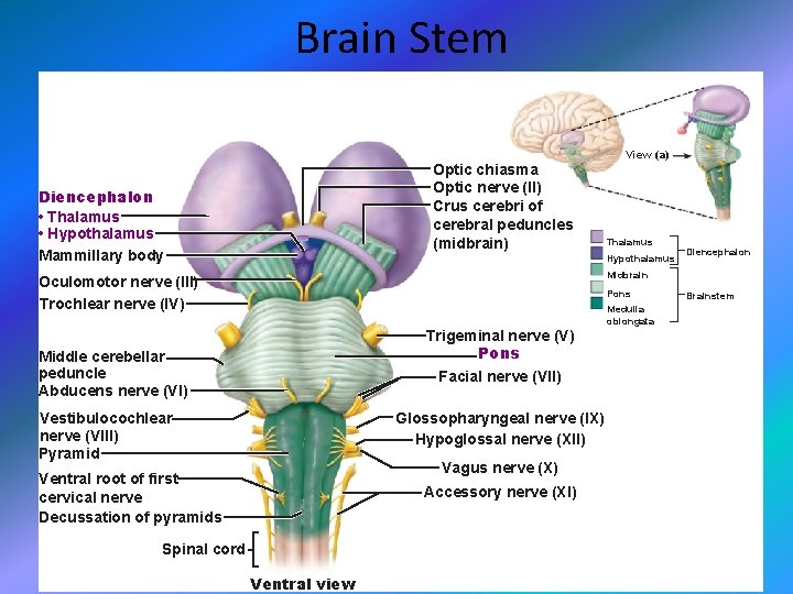 Brain Stem Optic chiasma Optic nerve (II) Crus cerebri of cerebral peduncles (midbrain) Diencephalon