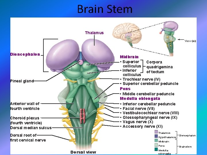 Brain Stem Thalamus View (c) Diencephalon Midbrain • Superior Corpora colliculus quadrigemina • Inferior