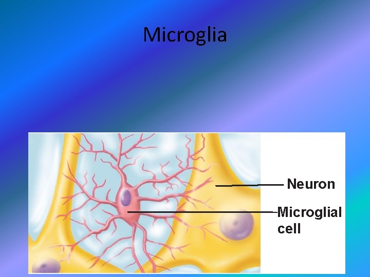 Microglia Neuron Microglial cell 