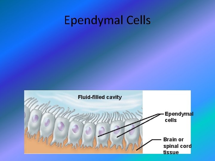 Ependymal Cells Fluid-filled cavity Ependymal cells Brain or spinal cord tissue 