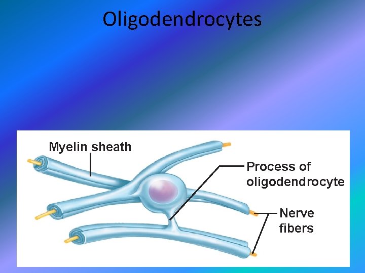 Oligodendrocytes Myelin sheath Process of oligodendrocyte Nerve fibers 